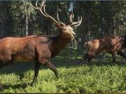 Category Hirschfelden Hunting Reserve Animals Thehunter Call Of The Wild Wiki Fandom