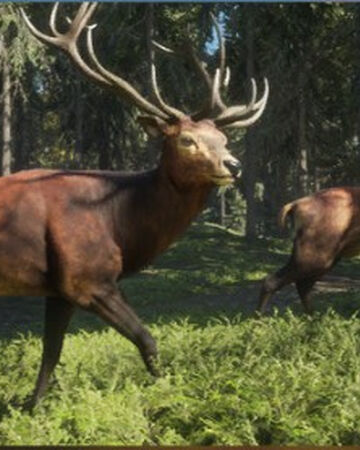 Red Deer Thehunter Call Of The Wild Wiki Fandom