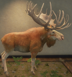 Moose, TheHunter: Call of the Wild Wiki