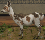 Piebald