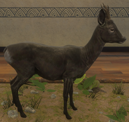 Melanistic