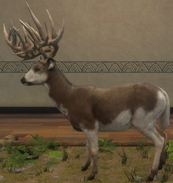 White tailed deer call discount