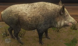 Wild Boar | TheHunter: Call of the Wild Wiki | Fandom