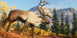 Grant Caribou