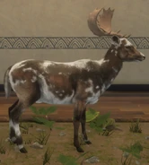 Piebald Variation 1 - Right Side