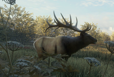 Moose, TheHunter: Call of the Wild Wiki