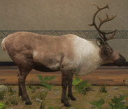 Light Brown - Right Side