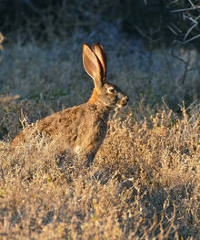 Scrub Hare Real