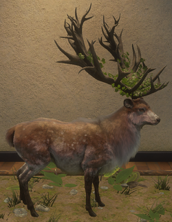 Moose, TheHunter: Call of the Wild Wiki