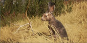 Jackrabbit