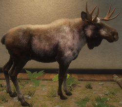 Moose, TheHunter: Call of the Wild Wiki