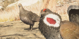 Dusky Grouse | TheHunter: Call of the Wild Wiki | Fandom