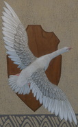 Albino - Back