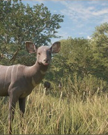 Lesser Kudu Thehunter Call Of The Wild Wiki Fandom