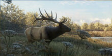 Roosevelt elk