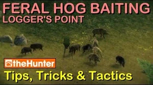 TheHunter_Tips,_Tricks_&_Tactics_-_FERAL_HOG_BAITING