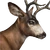 Blacktail deer male common