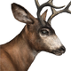 Blacktail Deer