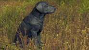 Labrador Retriever black