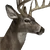 Whitetail Deer