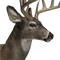 Whitetail deer male common.png