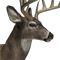 Whitetail deer male common