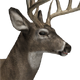 Whitetail deer male common