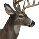 Whitetail Deer