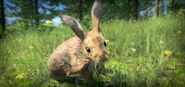 Eu rabbit screenshot 01