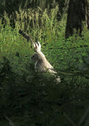 Lapin-d'amérique-2