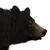 Black Bear (no rares)