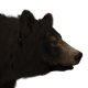 Black Bear