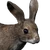 Cottontail Rabbit