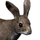 Cottontail Rabbit