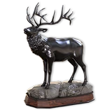 Rocky Mountain Elk
