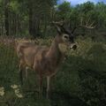 Species WT B common.jpg (73 KB) Male Common