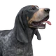 Bluetick coonhound dark male.png (103 KB) Dark Coat Male Visit store
