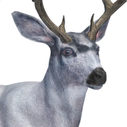 Mule deer male dilute
