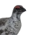 Rock Ptarmigan (no rares)