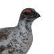 Rock Ptarmigan