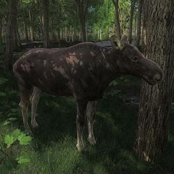 Moose, TheHunter: Call of the Wild Wiki