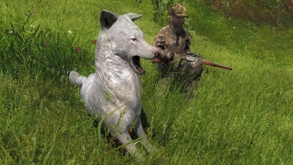 Yansk0 albino coyote 58