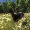 Female Piebald