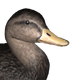 American black duck male common