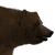 Brown Bear