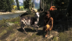Multiplayer Game, The Hunter Wikia