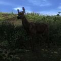 Species WT D melanistic.jpg (51 KB) Female Melanistic