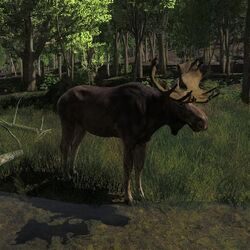 Moose, TheHunter: Call of the Wild Wiki