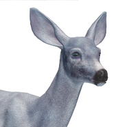 Mule deer female dilute