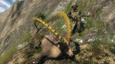 Trophy alpine ibex